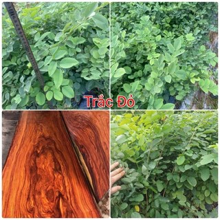 Cây giống gỗ Trắc Đỏ