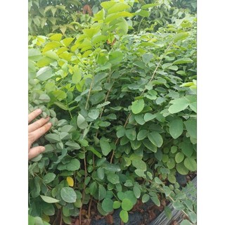 5 Cây giống gỗ Trắc Đỏ, cây gỗ quý hiếm mang giá trị kinh tế cao cho người trồng