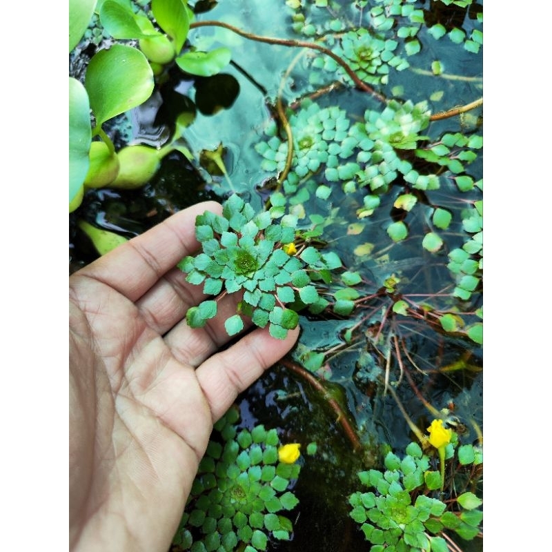 Cây thủy sinh ấu thái giúp lọc nước, trang trí hồ cá CTS401