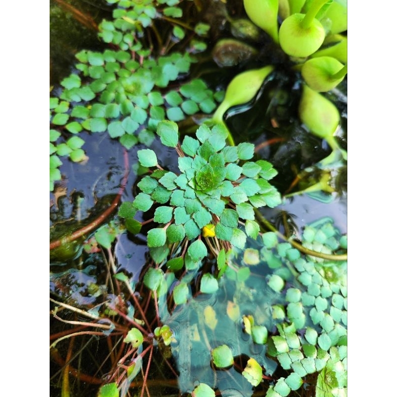 Cây thủy sinh ấu thái giúp lọc nước, trang trí hồ cá CTS401