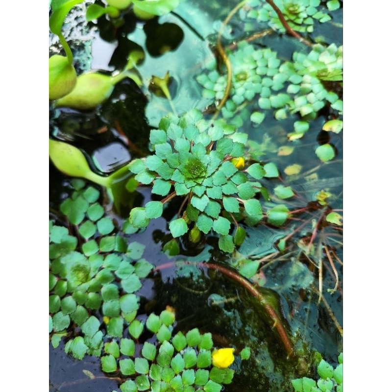 Cây thủy sinh ấu thái giúp lọc nước, trang trí hồ cá CTS401