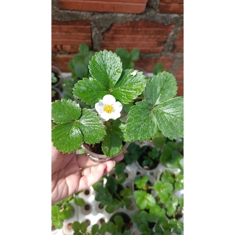 Combo 6 cây mô ly dâu tây 🍓 mích các loại ( theo yêu cầu của khách)