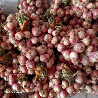 Hành Hải Dương 1kg