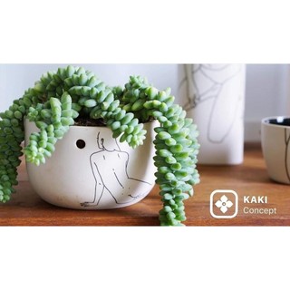 Chậu cây tiểu cảnh độc đáo - Chậu cây vẽ cô gái cực độc lạ