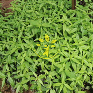 🌿 Combo 3 cây xương khỉ hay ưu độn thảo ⭐🎗️ TẶNG KÈM CÂY XẠ ĐEN ⭐🎗️ Số lượng có hạn