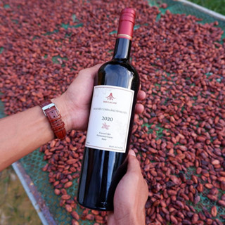 Nước trái Cacao lên men đặc biệt dễ uống, ngọt thanh, tốt cho sức khỏe - Bản Cacao