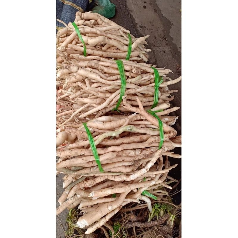 sâm xuyên đá tây bắc (1kg)