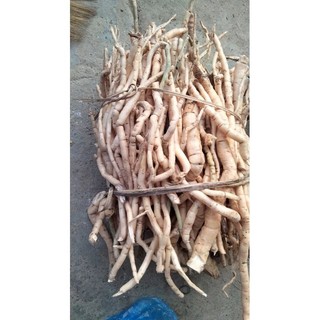 sâm xuyên đá tây bắc (1kg)