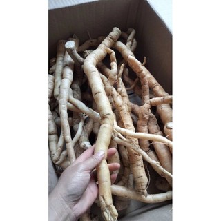 sâm xuyên đá tây bắc (1kg)