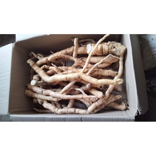 sâm xuyên đá tây bắc (1kg)