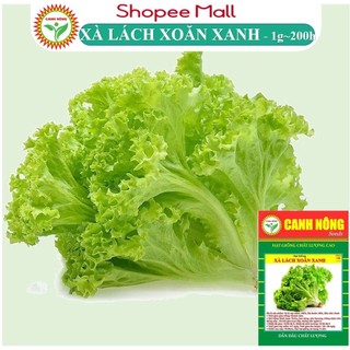  Hạt Giống Xà Lách Xoăn Xanh Chịu Nhiệt Tốt Trồng Quanh Năm Nhanh Thu Hoạch (1gr~200h) - CANH NÔNG