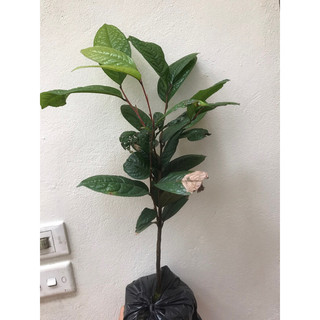 Giống  trà hoa vàng cao 60cm
