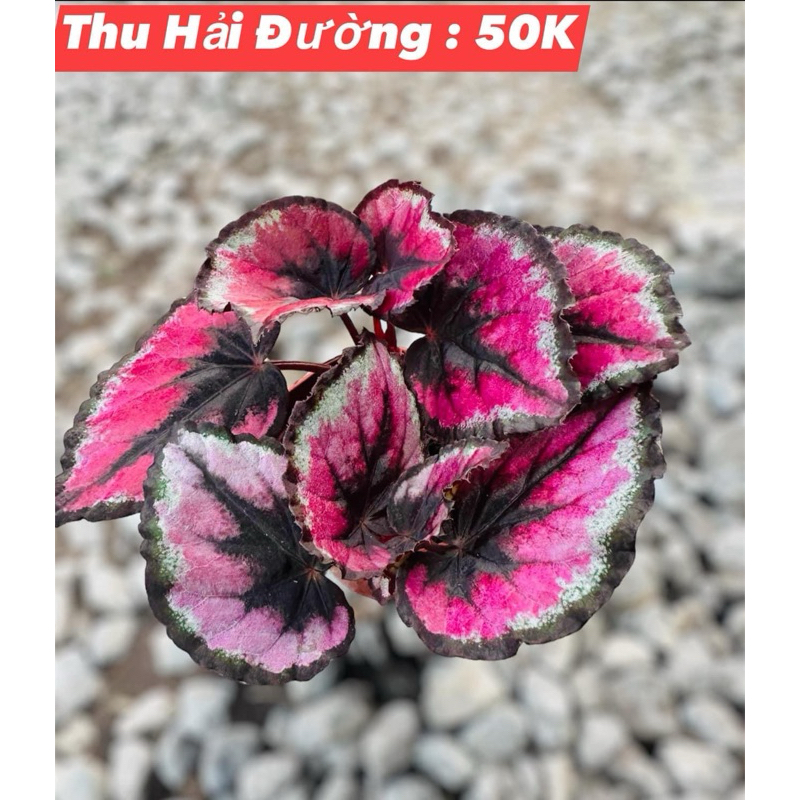 Thu Hải Đường