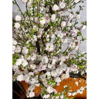 Cây nhất chi mai anh đào gốc bonsa đangi hoa