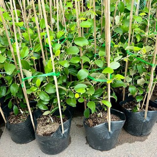 Cây táo tứ quý trưởng thành đang hoa và quả