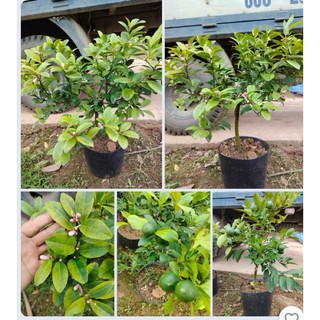 CÂY chanh tứ quý cây sẵn hoa và quả