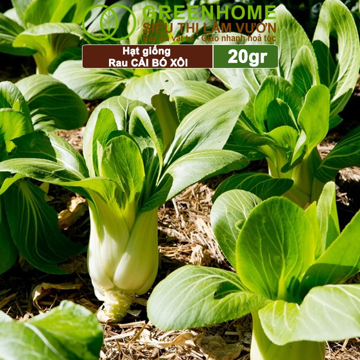 Hạt Giống Rau Cải Thìa Greenhome, Gói 20g, Dễ Trồng Quanh Năm, Nảy Mầm Cao, Thu Hoạch Nhanh, Năng Suất Cao R08