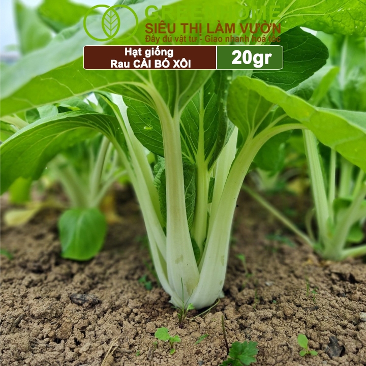 Hạt Giống Rau Cải Thìa Greenhome, Gói 20g, Dễ Trồng Quanh Năm, Nảy Mầm Cao, Thu Hoạch Nhanh, Năng Suất Cao R08