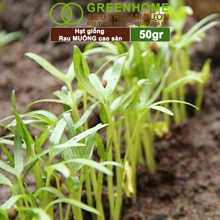 Hạt Giống Rau Muống Greenhome, Gói 20g, Dễ Trồng Quanh Năm, Nảy Mầm Cao, Thu Hoạch Nhanh, Năng Suất Cao R09