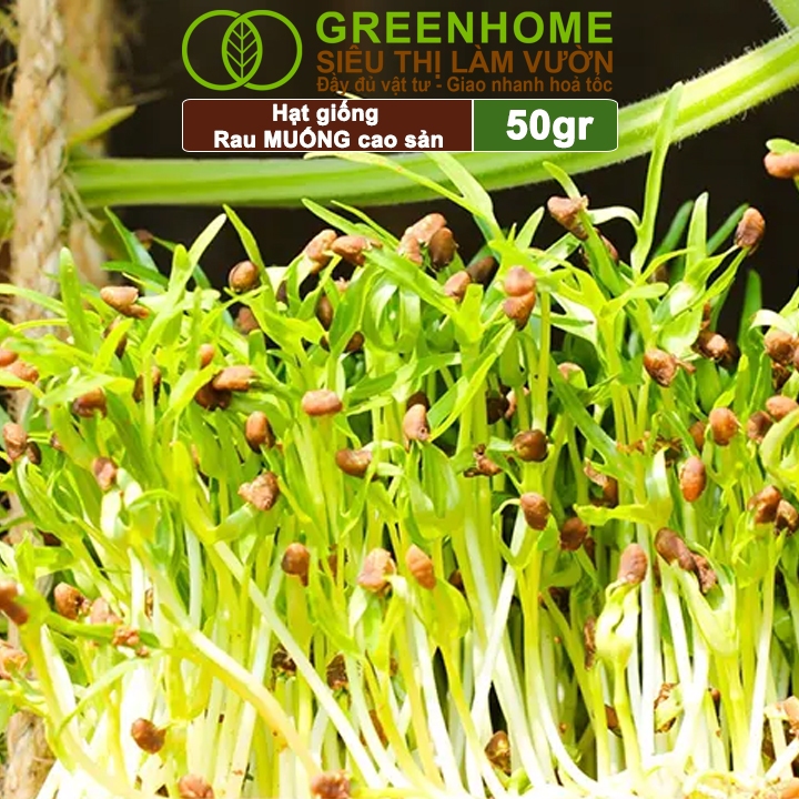 Hạt Giống Rau Muống Greenhome, Gói 20g, Dễ Trồng Quanh Năm, Nảy Mầm Cao, Thu Hoạch Nhanh, Năng Suất Cao R09