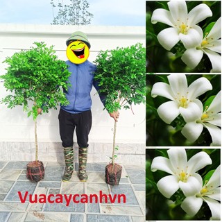 Cây nguyệt quế thoát thân cao 1.2 đến 1.5m , nguyệt quế bonsai