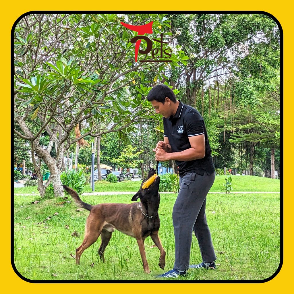 Đồ chơi cho chó dùng trong huấn luyện giúp cún vừa ăn vừa vận động hình cầu gai có dây TPets - TP020