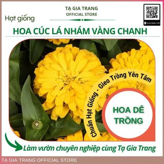 Hạt giống cúc lá nhám vàng chanh