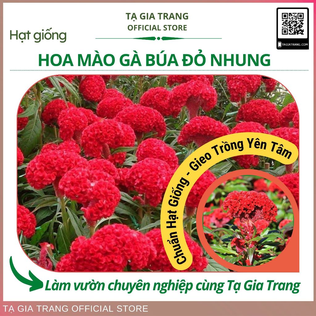 Hạt giống hoa mào gà búa đỏ nhung