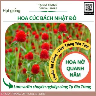 Hạt giống cúc bách nhật đỏ