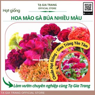 Hạt giống hoa mào gà búa nhiều màu