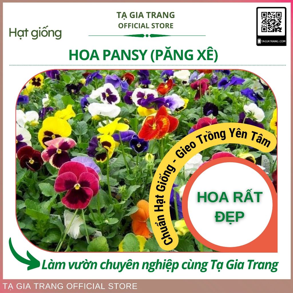 Hạt giống hoa pansy (hoa păng xê)