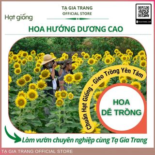 Hạt giống hoa hướng dương cao (nhụy vàng, nhụy đen)