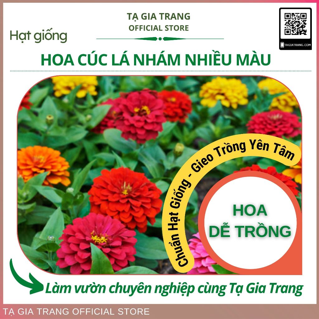 Hạt giống hoa cúc lá nhám (cúc nhi nhám)