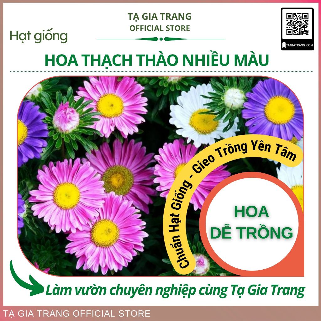 Hạt giống thạch thảo nhiều màu