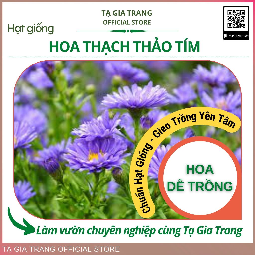Hạt giống thạch thảo tím