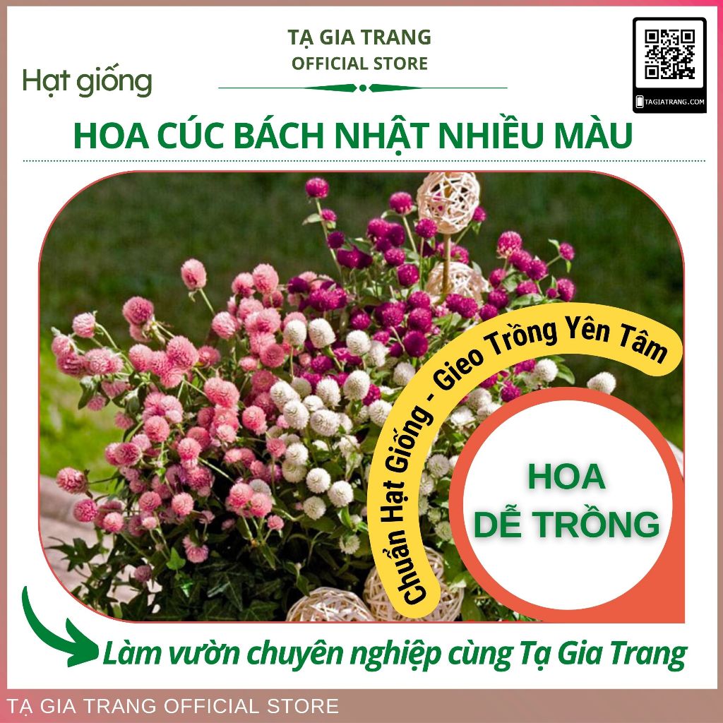 Hạt giống hoa cúc bách nhật