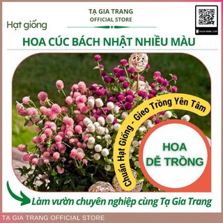 Hạt giống hoa cúc bách nhật