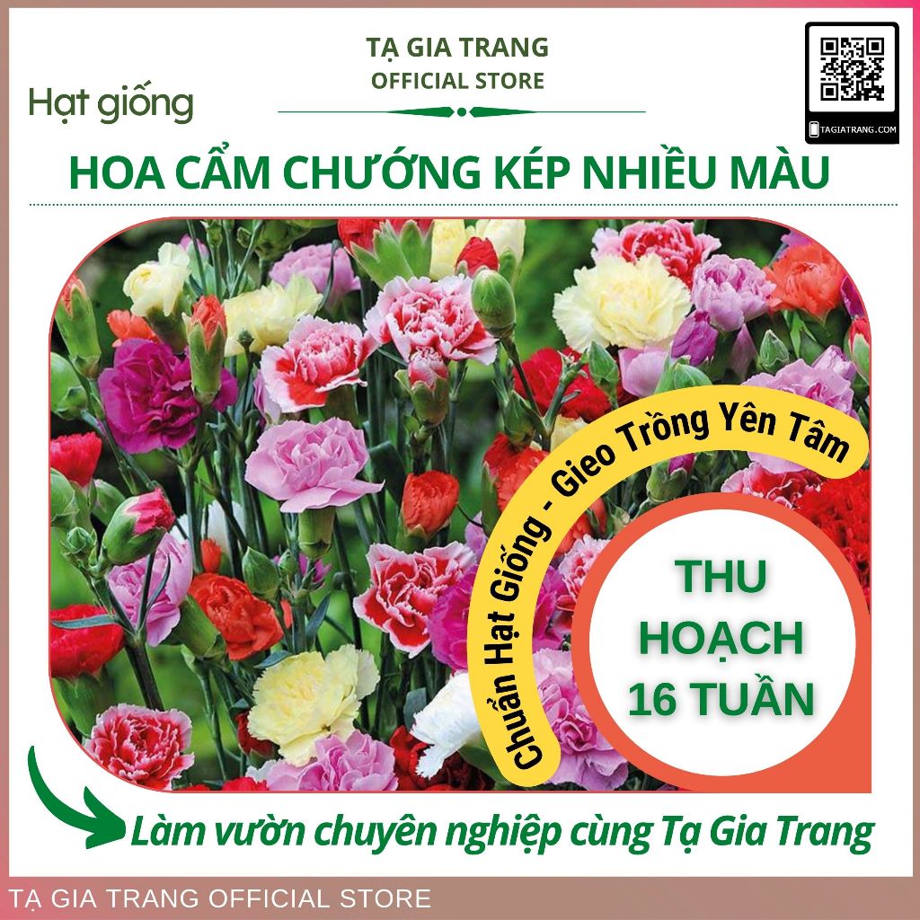 Hạt giống hoa cẩm chướng kép nhiều màu