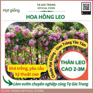 Hạt giống hoa hồng leo
