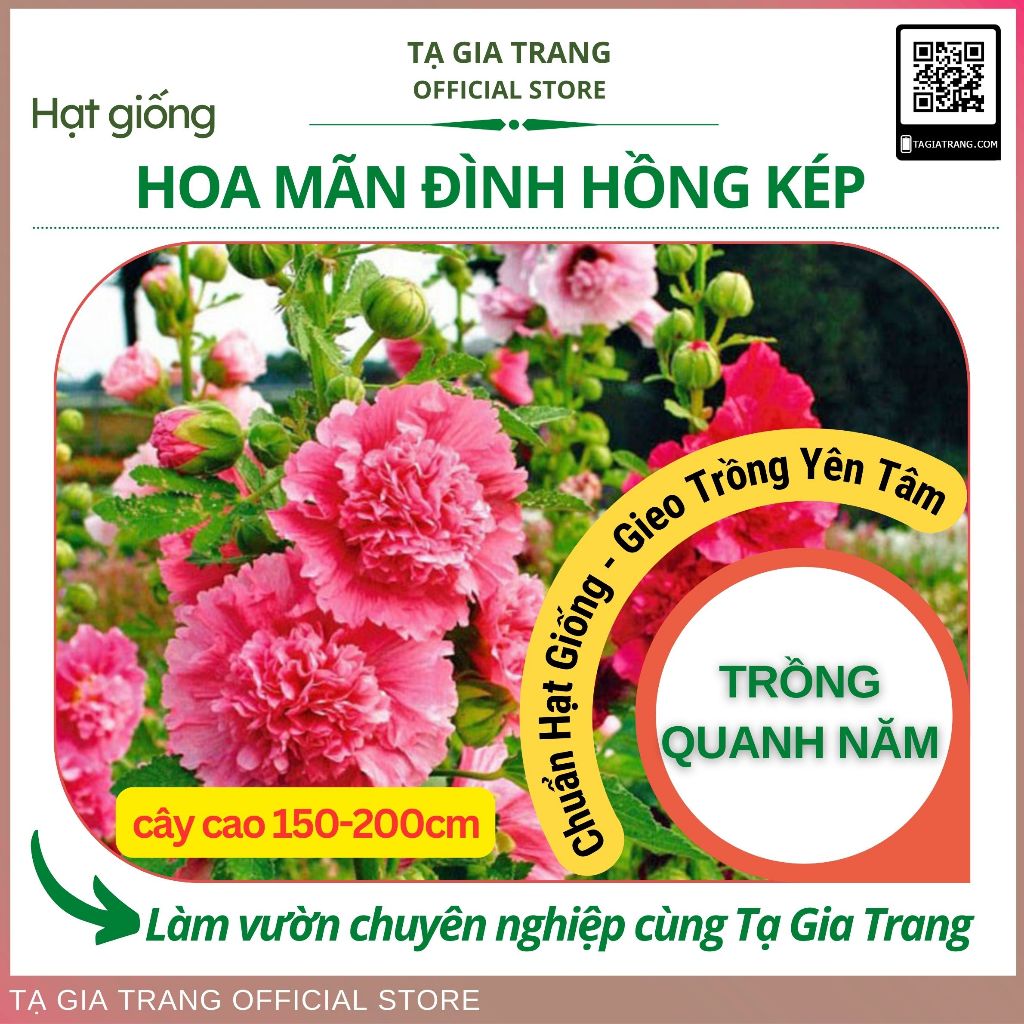 Hạt giống hoa mãn đình hồng kép