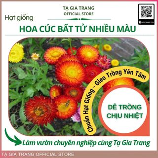 Hạt giống hoa cúc bất tử