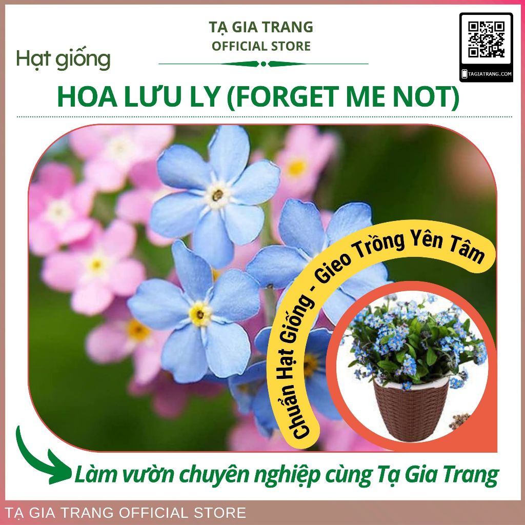 Hạt giống hoa lưu ly nhiều loại (xanh, hồng, mix màu)