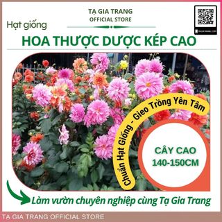 Hạt giống hoa thược dược kép thân cao - Gói 0.5gr/ 0.1gr