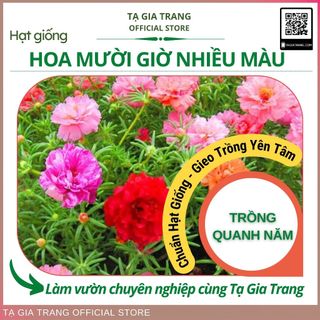 Hạt giống hoa mười giờ mix nhiều màu