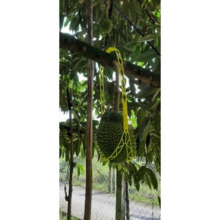 Bộ thanh nhựa treo trái sầu riêng