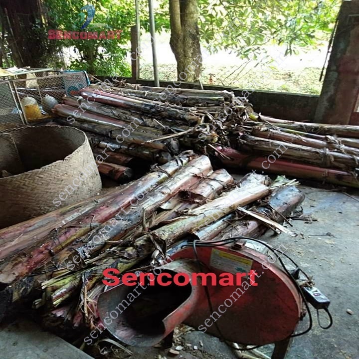 Máy Băm Chuối Nguyên Cây.Máy Xay Chuối Mịn Trộn Cám Cho Gà Vịt