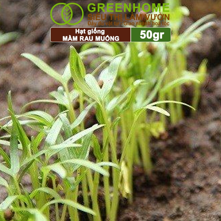 Hạt Giống Mầm Rau Muống Greenhome, Gói 50g, Dễ Trồng Quanh Năm, Nảy Mầm Cao, Thu Hoạch Nhanh, Năng Suất Cao R14