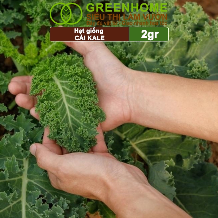 Hạt Giống Cải Xoăn Kale Greenhome, Gói 2g, Dễ Trồng Quanh Năm, Nảy Mầm Cao, Thu Hoạch Nhanh, Năng Suất Cao R16