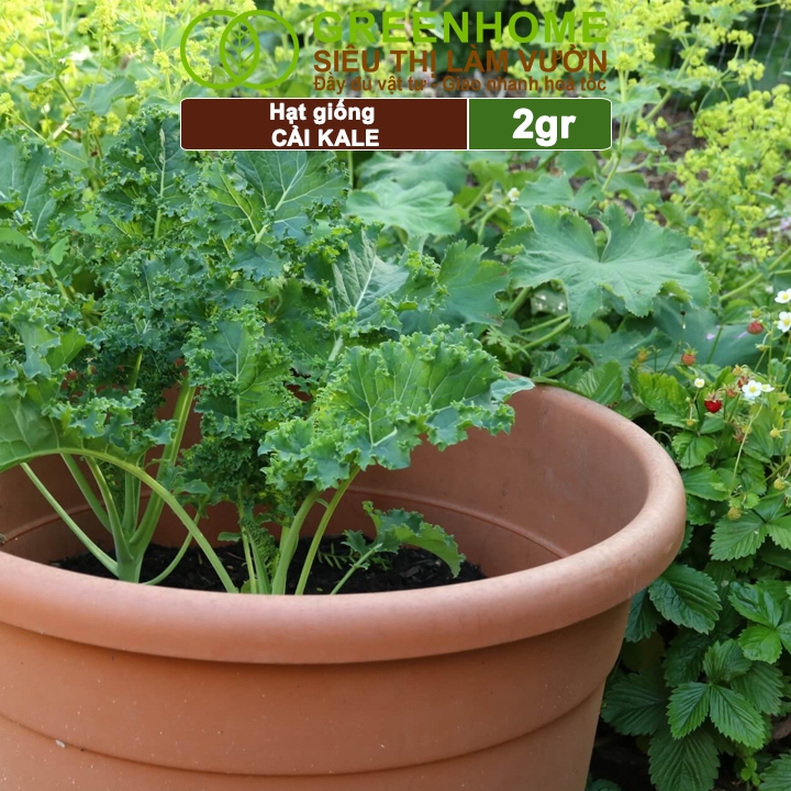 Hạt Giống Cải Xoăn Kale Greenhome, Gói 2g, Dễ Trồng Quanh Năm, Nảy Mầm Cao, Thu Hoạch Nhanh, Năng Suất Cao R16