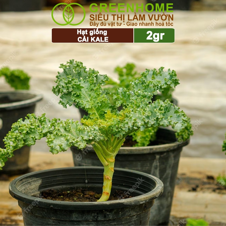 Hạt Giống Cải Xoăn Kale Greenhome, Gói 2g, Dễ Trồng Quanh Năm, Nảy Mầm Cao, Thu Hoạch Nhanh, Năng Suất Cao R16